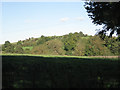 Hillside north of Rookery