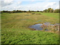 North Weald Bassett: Church Lane Flood Storage Area (2)