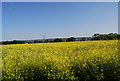 Oilseed rape, Hoo