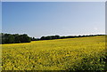 Oilseed rape west of  Hoo