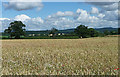 Farmland near Acton Reynald (1)