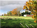 Autumnal trees in a hedgerow west of the A140 road