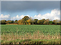 A colourful hedgerow west of the A140 road