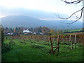 Vineyard at Abergavenny