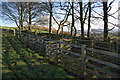 Sheep pens on Saddlers Height