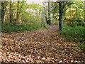 Woodland path near Higher Bockhampton