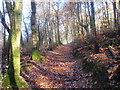 Allt Dolau Cothi Wood