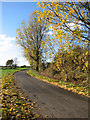 Autumnal trees beside Clintergate Road