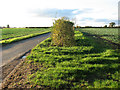 Hedge beside Lonely Road