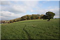 Copse on Heath Hill