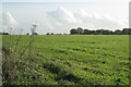 Amalgamated fields near Mumbleys Plat