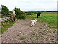 Cow and calves, Rogersceugh Farm