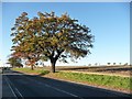 Oak tree, Purston Lane