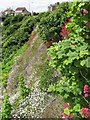 Flowery crag, Crail