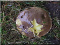 Fungus in Gourock Cemetery