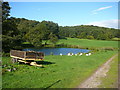 Pond and old trailer by East Wall Farm