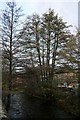 Trees by Glossop Brook