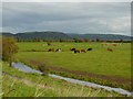 SN2909 : Cattle grazing on salt marsh, west of Salt House Farm by Colin Park