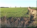 Corner of a newly green field