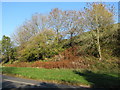 Autumn sun on the hillside above the B3227