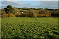 Farmland near Horsley