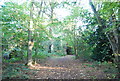 Path through Littleheath Wood