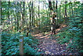 Footpath in Littleheath Wood