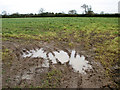 A soggy field east of Hall Road, Winfarthing