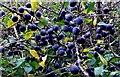 Sloes