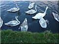 Large swan family