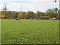 Cattle at Huntsmoor Park Farm