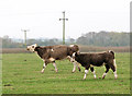 Cow and calf in pasture by Bunwell Hill