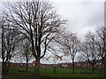 Trees in the school grounds