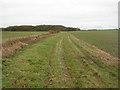 TR1438 : Farm track to Bartholomew's Wood by David Anstiss