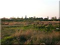 Unlikely Lincolnshire nature reserves (2): Marston sewage farm