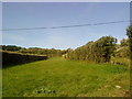 Bulb fields near New Grimsby