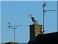 Heron and starling in Sudeley Drive, South Cerney