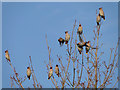 Waxwings