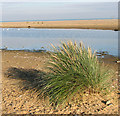 TM5386 : Marram grass on Kessingland Beach by Evelyn Simak