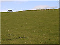 Field on Bryn Capel