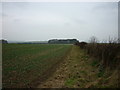 Looking towards Kilham Grange Farm in the wood