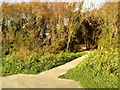 Path to a house in the trees