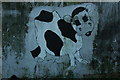 Painted cow, Awre