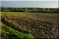 Harvested maize field