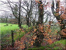 H4874 : The last leaves of Autumn, Boheragh by Kenneth  Allen