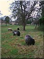 Village green at Leadenham, Lincolnshire, with sheep grazing