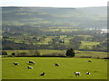 SK0380 : Sheep grazing in November sunlight by Peter Barr
