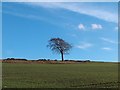 Lonesome tree on Whin Moor