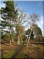 Path on Prey Heath