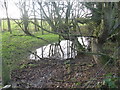 Small pond and woodland at Sleight Farm